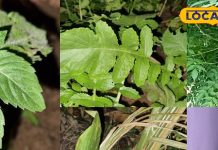 बवासीर से हैं परेशान? करें इन 5 चमत्कारी पत्तों का सेवन, मिलेगी अल्टीमेट राहत – Bharat.one हिंदी