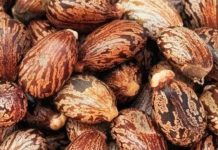 पौधा एक फायदे अनेक, सेहत की हर परेशानी का नेचुरल सॉल्यूशन, कब्ज का है रामबाण इलाज – Bharat.one हिंदी