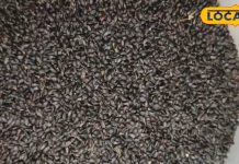 हजारों दवाओं का बाप है यह औषधि, हड्डियों को बना देता है बहुत मजबूत, घर बैठे शक्तिशाली बन जाएंगे आप! – Bharat.one हिंदी