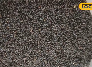 हजारों दवाओं का बाप है यह औषधि, हड्डियों को बना देता है बहुत मजबूत, घर बैठे शक्तिशाली बन जाएंगे आप! – Bharat.one हिंदी