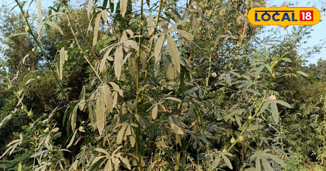 पटूवा का साग पेट की समस्याओं और इम्युनिटी के लिए बेहतरीन, इन 5 फोटो में जानें बनाने की रेसिपी – Bharat.one हिंदी