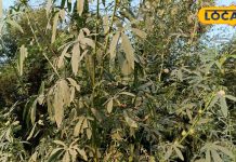 पटूवा का साग पेट की समस्याओं और इम्युनिटी के लिए बेहतरीन, इन 5 फोटो में जानें बनाने की रेसिपी – Bharat.one हिंदी