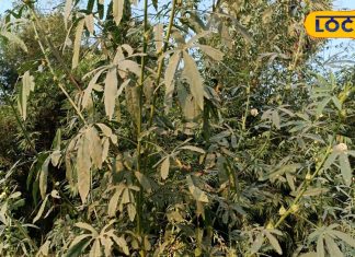 पटूवा का साग पेट की समस्याओं और इम्युनिटी के लिए बेहतरीन, इन 5 फोटो में जानें बनाने की रेसिपी – Bharat.one हिंदी