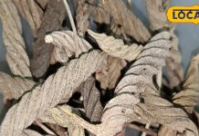 खून की कमी हो या पेट की बीमारी, खुजली-दस्त का रामबाण इलाज, इन बीमारियों….