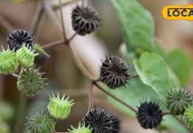 नाजुक सा ये पौधा औषधीय गुणों की खान, बवासीर जड़ से कर सकता है खत्म