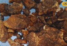 Health Tips: बुखार की दुश्मन है ये जड़ी-बूटी, डेंगू-टाइफाइड में कारगर