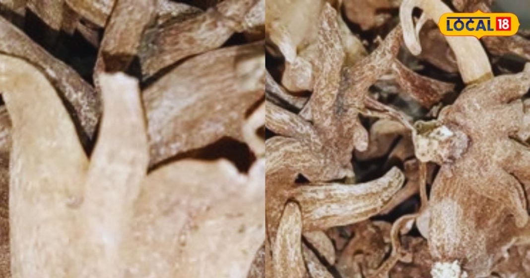 ताकत का खजाना है ये औषधि, स्ट्रेस हो या हड्डियों को मजबूत बनाना, सभी में कारगर