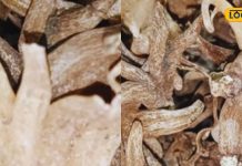 ताकत का खजाना है ये औषधि, स्ट्रेस हो या हड्डियों को मजबूत बनाना, सभी में कारगर