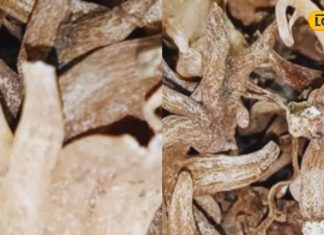 ताकत का खजाना है ये औषधि, स्ट्रेस हो या हड्डियों को मजबूत बनाना, सभी में कारगर