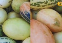 माता लक्ष्मी को भोग लगती है ये खास रेगिस्तानी सब्जी, सर्दी-जुखाम में भी असरदार