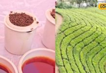 लाखों में है खास चाय की कीमत, टी लवर्स के लिए जन्नत से कम नहीं, जानें इसकी विशेषता