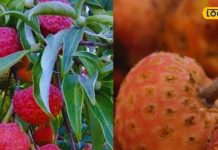 हड्डियों होंगी लोहे सी मजबूत, डायबिटीज मरीजों के लिए वरदान, इम्युनिटी बूस्टर से कम नहीं ये फल