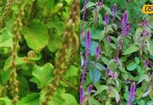 बड़ा ही करामाती है ये पौधा, दांतों की हर छोटी-बड़ी समस्या को कर देता है छूमंतर