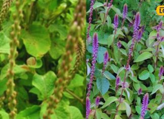 बड़ा ही करामाती है ये पौधा, दांतों की हर छोटी-बड़ी समस्या को कर देता है छूमंतर