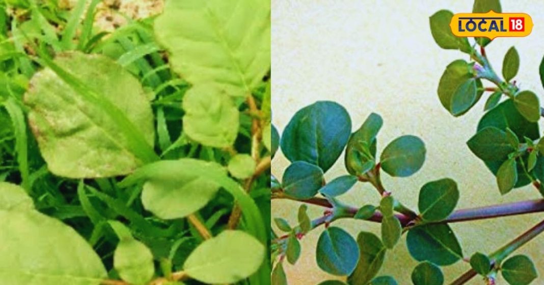 चमत्कारी औषधि है ये घास! पेट की समस्या दूर से लेकर इम्यूनिटी बूस्ट करने तक…