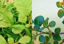 चमत्कारी औषधि है ये घास! पेट की समस्या दूर से लेकर इम्यूनिटी बूस्ट करने तक…