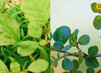 चमत्कारी औषधि है ये घास! पेट की समस्या दूर से लेकर इम्यूनिटी बूस्ट करने तक…