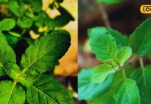 प्रकृति का वरदान है आपके आंगन में उगा ये पौधा, पेट की हर परेशानी का है सटीक समाधान – Bharat.one हिंदी