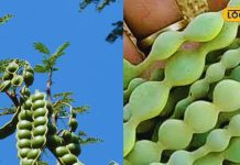 पीले दांतों ने गायब कर दी चेहरे की हंसी, तो आज ही करें इस चीज का इस्तेमाल