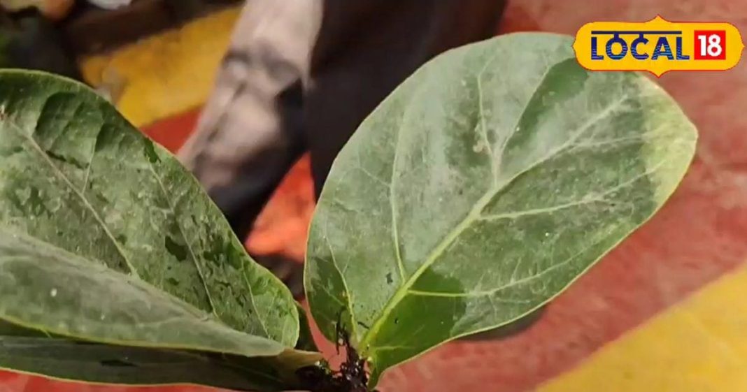 Tips: शहर का भले ही खराब हो AQI… पर आपके बेडरूम की हवा रहेगी साफ, बस लगा लें ये खास पौधा