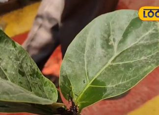 Tips: शहर का भले ही खराब हो AQI… पर आपके बेडरूम की हवा रहेगी साफ, बस लगा लें ये खास पौधा