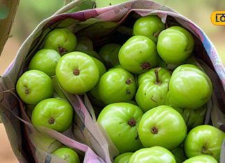 benefits of amla in winter season for skin immunity skin hair sa