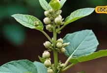 benefits of ashwagandha for mens health increasing fertility and strength sa – Bharat.one हिंदी