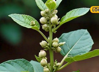benefits of ashwagandha for mens health increasing fertility and strength sa – Bharat.one हिंदी