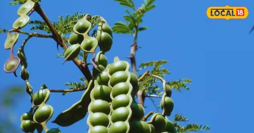 acacia seeds benefits for digestive system acne healing boost sa – Bharat.one हिंदी