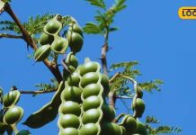 acacia seeds benefits for digestive system acne healing boost sa – Bharat.one हिंदी