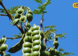 acacia seeds benefits for digestive system acne healing boost sa – Bharat.one हिंदी