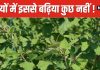 सिर्फ 2 महीने मिलती है यह हरी सब्जी, ठंड में भी शरीर को बना देगी हीटर ! सेहत के लिए बेहद चमत्कारी