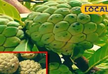 Benefits Custard Apple in winter sitafal ke fayde sa – Bharat.one हिंदी
