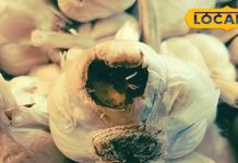 लहसुन पर काले धब्बे का मतलब क्या है? कहीं ये आपकी सेहत का दुश्मन तो नहीं?जानें