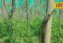 हड़जोड़वा… टूटी हड्डी को जोड़ने की अचूक दवा, आदिवासी सालों से कर रहे इस्तेमाल, नहीं जाते अस्पताल