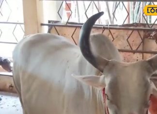 foot mouth disease in cattle prevention symptoms expert advice sa