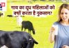 क्या गाय का दूध पीने से महिलाओं में हार्ट अटैक आता है? एक्सपर्ट ने दी ऐसी चेतावनी कि उड़ जाएंगे होश,पर क्यों? जानें
