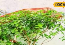 Dev Uthani Ekadashi Upay: देवउठनी एकादशी पर तुलसी के ये उपाय बना देंगे धनवान, सालभर मिलेगी लक्ष्मी की कृपा