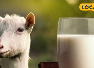 बाजार में खुलेआम नहीं बिकता इस जानवर का दूध! एक्सपर्ट बोले..ज्यादा उत्पादन होता तो लोग यही पीते