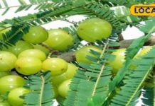 क्या आप जानते हैं सर्दियों में आंवले खाने के फायदे, बीमारियों को रखेगा दूर, बालों को बना देगा घना – Bharat.one हिंदी