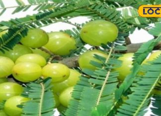 क्या आप जानते हैं सर्दियों में आंवले खाने के फायदे, बीमारियों को रखेगा दूर, बालों को बना देगा घना – Bharat.one हिंदी