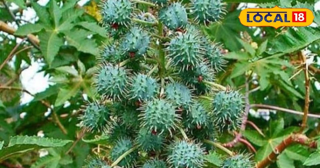 इस हरे रंग के पत्ते के चमत्कारी गुण! कई गंभीर बीमारियों के लिए रामबाण इलाज