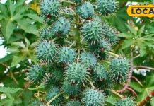 इस हरे रंग के पत्ते के चमत्कारी गुण! कई गंभीर बीमारियों के लिए रामबाण इलाज