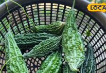 बहुत तिगड़म करती है यह कड़वी सब्जी, डायबिटीज को कर देगी गायब, त्वचा को हमेशा रखेगी जवां! डॉक्टर से जानें फायदे