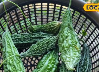 बहुत तिगड़म करती है यह कड़वी सब्जी, डायबिटीज को कर देगी गायब, त्वचा को हमेशा रखेगी जवां! डॉक्टर से जानें फायदे