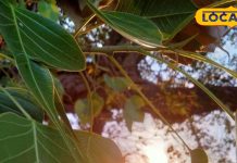 Health Tips: अमृत के समान है पीपल के पत्तों की चाय, पाचन को बेहतर बनाने के साथ चेहरों पर लाती है चमक