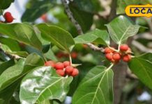 इस पेड़ में है ब्रह्मा, विष्णु और महेश का वास, दवाइयों का है भंडार, इन बीमारियों से हमेशा रहेंगे दूर