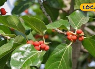 इस पेड़ में है ब्रह्मा, विष्णु और महेश का वास, दवाइयों का है भंडार, इन बीमारियों से हमेशा रहेंगे दूर