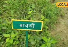 दिखने में यह साधारण पौधा औषधीय गुणों से है भरपूर, इन बीमारियों में है असरदार