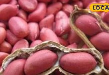 ठंड में अपने डाइट में शामिल करें मूंगफली, शरीर को पोषण के साथ मिलेगी अंदरूनी गर्माहट, बीमारियां रहेंगी दूर